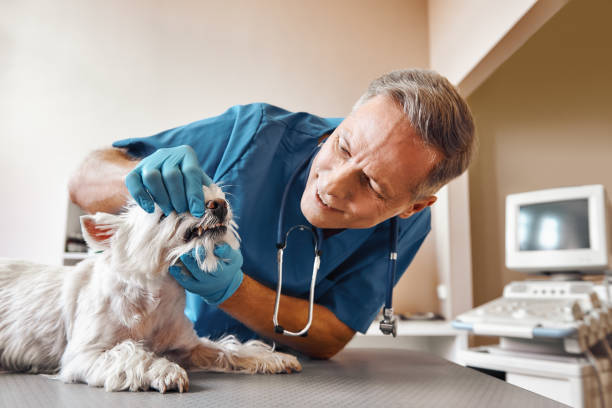Best After-Hours Emergency Dentist in Oswego, IL